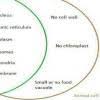 Differences and similarities between plant and animal cells withcarbon. Fill In The Venn Diagram To Compare Plant Cell And Animal Cell Brainly Ph