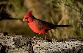 A shade of red you can't take your eyes off. How Well Do We Really Know Cardinals Audubon