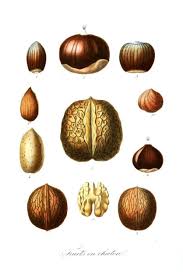 Nut Recipes The Perennial Post