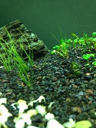 Image result for Marsilea minuta