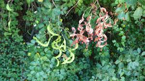 Image result for Pithecellobium dulce