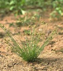 Image result for Bulbostylis trabeculata