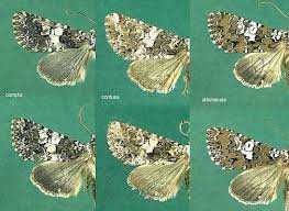 Image result for Hadena compta