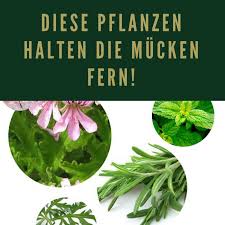 20 Pflanzen Gegen Mucken Das Hilft Wirklich Gesundheit Zenideen Plants Plant Leaves Mosquito