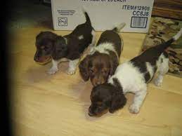Earn points & unlock badges learning, sharing & helping adopt. Akc Mini Dachshund Puppies For Sale In Buhl Idaho Classified Americanlisted Com