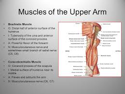 In these diagrams, the brachioradialis muscle is indicated. Deep Muscles Of The Thorax Anterior Upper Arm And Abdomen Ppt Video Online Download