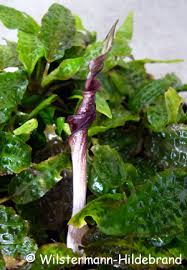 Cryptocoryne tissue culture / micropropagation part 2. Wasserkelche Cryptocorynen Als Aquarienpflanzen