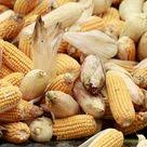 Nissan Will Roll Out A Car That Runs On Fuel Made From Plants By 2020 Corn Corn On Cob Gmo Corn