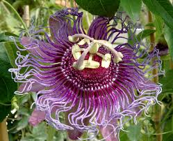 Arrosez immédiatement après la plantation et avec abondance. Passiflore Planter Et Entretenir Ooreka