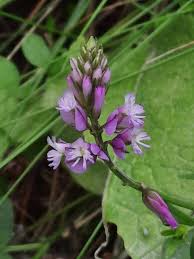 Image result for Polygala macrostigma