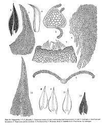 Image result for Tristicha