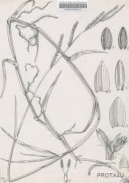 Image result for Urochloa arrecta