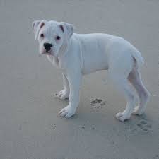 Someday A Little White Boxer Named Lilikoi As A Sister To Neme White Boxer Dogs Boxer Puppy White Boxer Puppies