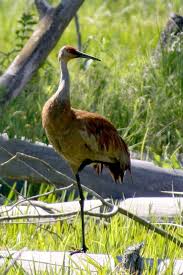 Big Black Birds In Indiana Spring Sandhill Crane At The Indiana Dunes With Images Beautiful Birds Cute Birds