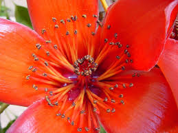 Image result for Bombax