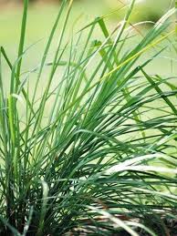 Image result for Cymbopogon nardus