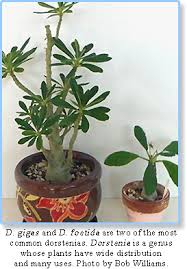 Image result for Dorstenia