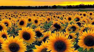 Maybe you would like to learn more about one of these? 1000 Images About Giallo Trending On We Heart It