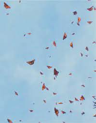 See more ideas about butterfly gif, beautiful butterflies, gif. Monarch Butterfly Natureza Gif On Gifer By Hurn
