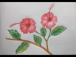 Haw To Draw Hibiscus Flower For Beginners Very Easy Youtube Flower Drawing Hibiscus Flower Drawing Plant Drawing