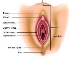 Scopri ricette, idee per la casa, consigli di stile e altre idee da provare. Hubungan Seksual Dengan Penetrasi Penis Ke Lubang Saluran Kencing Wanita Tanya Alodokter