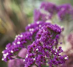 Mar 02, 2021 · others have different ideas about the difference between shrubs and bushes. The Easiest Perennials For Southern California Gardens Easy Perennials Perennials California Garden
