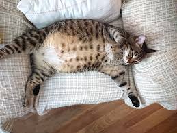 Common Questions About Cat Nipples - Purrfect Love