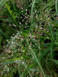 Image result for Eragrostis unioloides