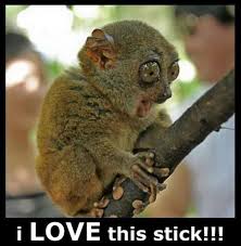 Funny monkey puns to make you laugh hard. Best Funny Quotes 25 Best Funny Animal Quotes And Funny Memes Quotes And Humor Soloquotes Your Daily Dose Of Motivation Positivity Quotes And Sayings