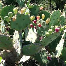It's unique, beautiful, and the only native cactus found east of the rockies, from massachusetts southward to florida and west to minnesota and texas. Mandacaru Flower Northeast Brazil Cacti Thorns Green Desert Piqsels