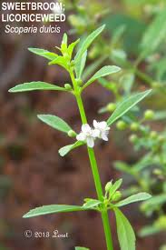 Image result for Scoparia dulcis