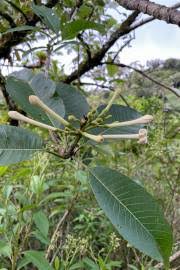 Image result for Canthium inerme