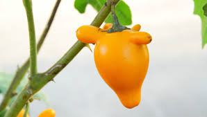 Image result for Solanum mammosum