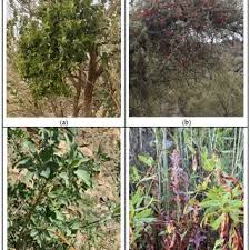 Image result for Erianthemum virescens