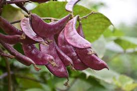 Green beans grow best in the sun so avoid planting in the winter months from may to july. Do Beans Grow On Trees You Won T Believe These Photos Beans And Whatnot