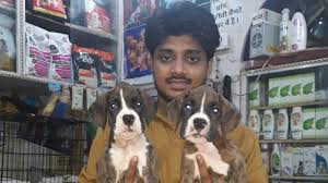 The 20 brindle dog breeds 1. Boxer Brindle Colour Call 9140752208 Youtube
