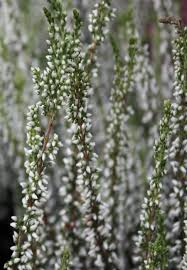 Contdict.com > русско немецкий переводчик онлайн. Veresk Obyknovennyj Alicia Euro Plant