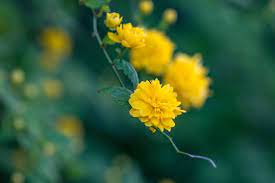 From yellow perennials to yellow annuals, check out our top picks for yellow flowering plants. 18 Varieties Of Yellow Flowering Plants