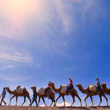 I'd fly 10,000 miles to smoke a camel shirt. Traveltuesday Cattle Crude Cotton And Camels Tlm