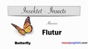 Si Emerohen Insektet Ne Gjuhen Angleze Mesoni Anglisht Youtube