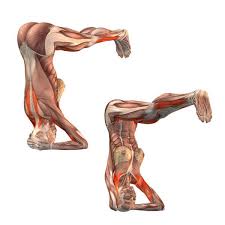 Where can i learn more about anatomy, sequencing, and teacher training? Supported Headstand Legs Parallel To Floor Urdhva Sirsasana Yoga Poses Yoga Com Yoga Pinterest Yoga Poses Yoga And Legs