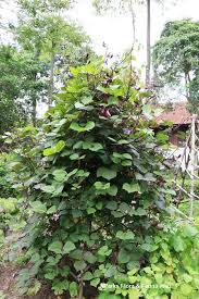 Image result for Lablab purpureus