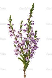 Purple Heather Branch Heather Flower Scottish Flowers Purple Flowers