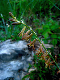 Image result for Dipcadi