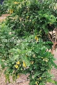 Image result for Calpurnia aurea