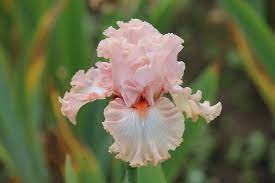 Pretty Kitty Iris Flowers Iris Garden Showy Flowers