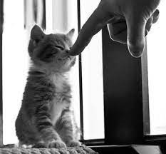 Find images of kitty cat. Kleine Katzchen Sind Einfach Suuusss Cute Animals Kittens Cutest Cats