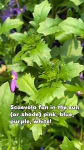 Image result for Vangueria randii