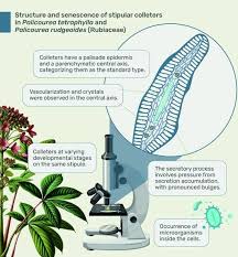 Image result for Stipularia