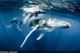 Original Diving On Twitter Whale Animals Sea Creatures